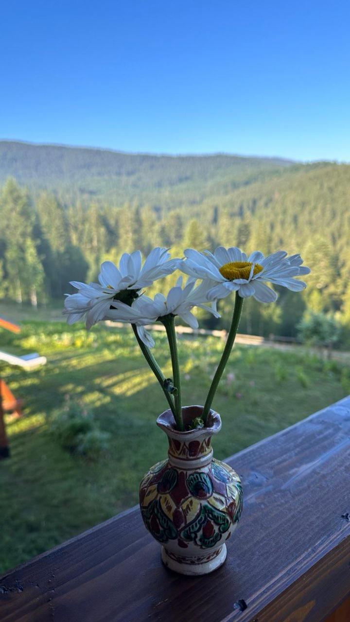 карпатська модринка Vorokhta